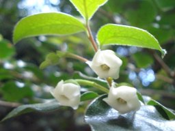 Diospyros whyteana male flowers